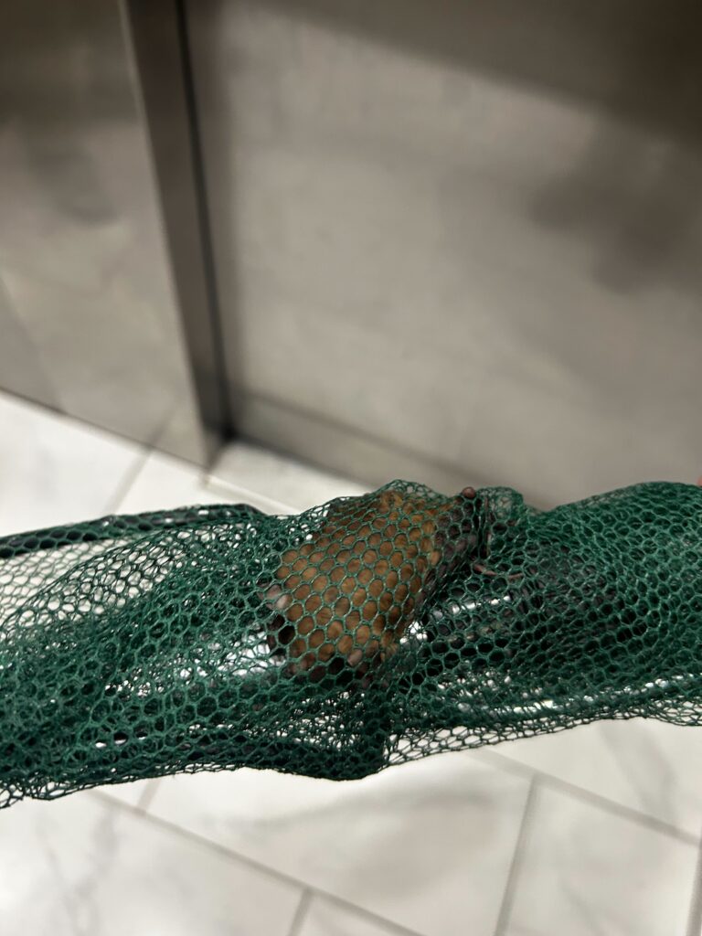 Expert Bat Removal Service LLC