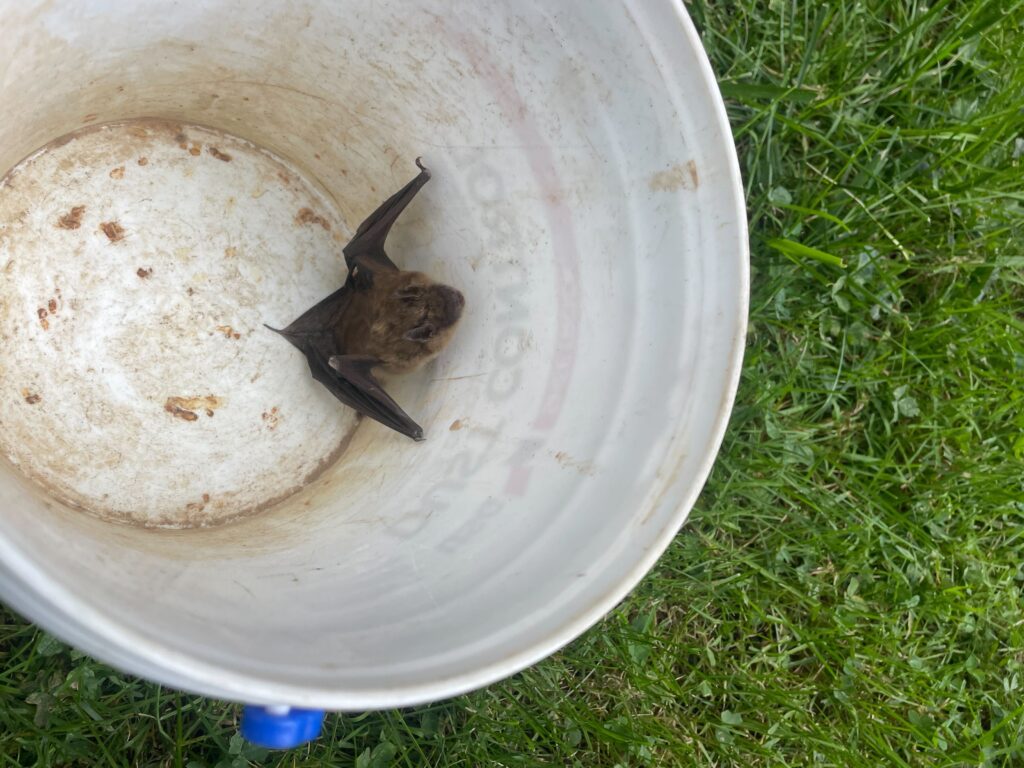 Expert Bat Removal Service LLC